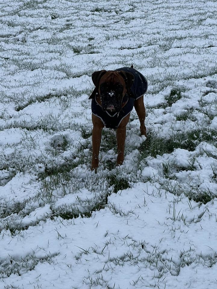 Boxer dog - Lenny enjoyed walking in the snow with Gaynor Thompson