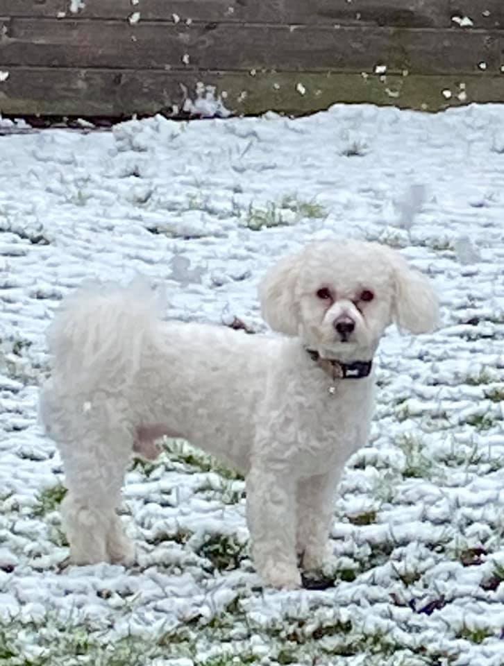 Camouflage - Karen Bayleys puppy Oscar chased after snowballs on a particularly cold day in south Essex