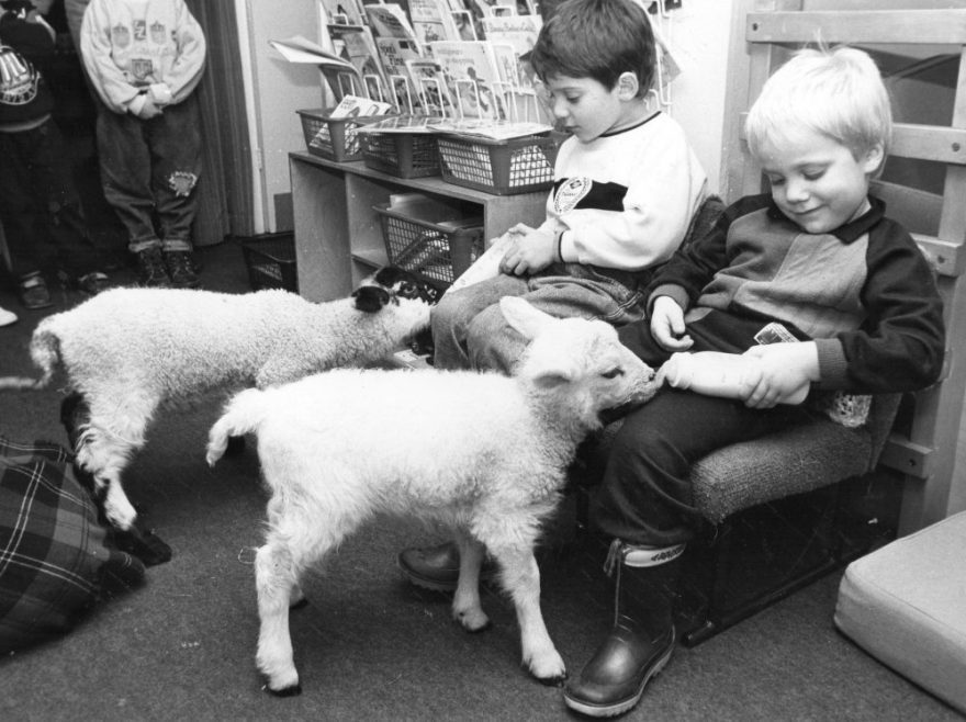 Fluffy animals - a pair of lambs visit Lubbins Park Primary Academy in 1989