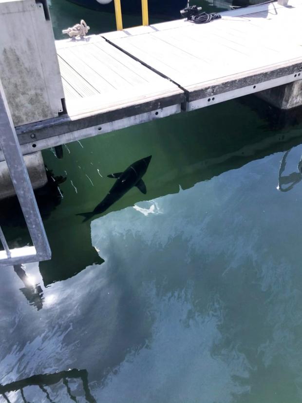 Echo: The porbeagle shark gliding majestically through Plymouth's Mayflower Marina. Picture: SWNS