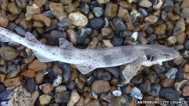 Echo: A dogfish shark that washed up on a Kent beach