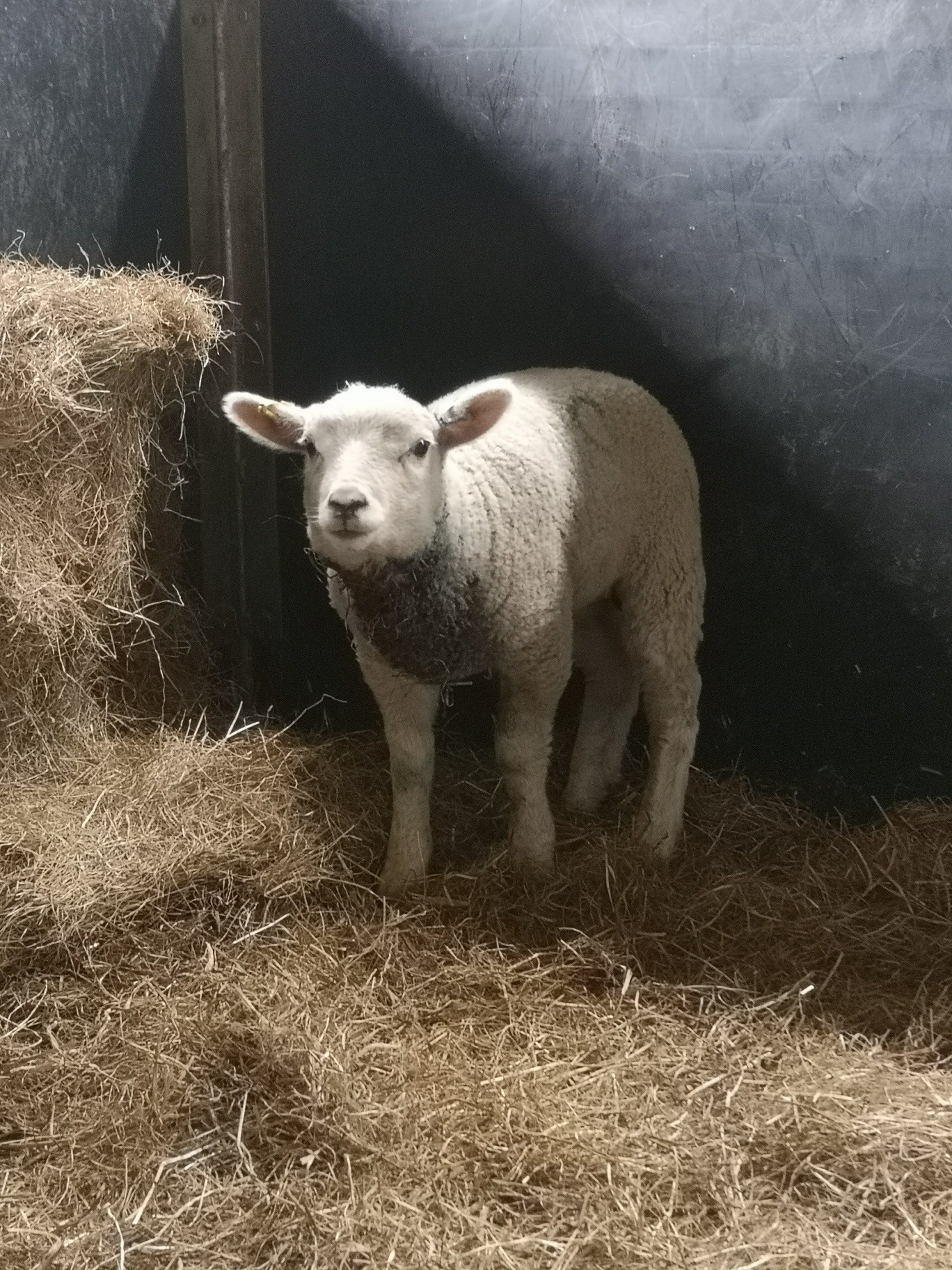 Survivor - little lamb Hope was badly hurt after a dog attack but is now being nursed back to health by the owners of Colletts Farm Dairy