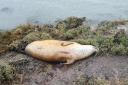 The dead pregnant seal, which has been confirmed was shot in the backwaters