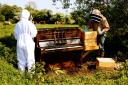 Lily and her bees and piano pictured working on one of her projects