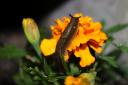 Gardeners are looking for new ways to get rid of slugs from their garden after pellets used to kill them were banned (Canva)