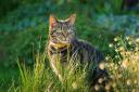 Have you got a problem with cats invading your garden and causing a lot of mess?