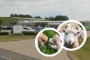 Farm animals return to popular Rochford garden centre - here's how you can meet them