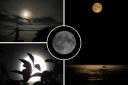 Echo camera club's stunning pictures of rare blue supermoon