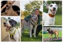 Five sweet dogs - could you give one a home?