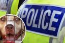 Put Down - Essex Police has released stats on the number of dogs seized and put down this year