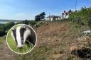 Delayed - individual letting badgers back into Cliff Parade has caused delays to road re-opening