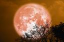 The Beaver Moon is the penultimate full moon of 2023
