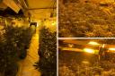 Seized - Police seized almost 1000 cannabis plants