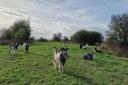 Gardener goats keeping south Essex beauty spot nice and tidy hailed a success