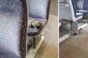 Watch moment cheeky squirrel hops on c2c train and takes seat next to passengers
