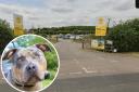 Update - Dogs Trust has provided new information on XL Bullies