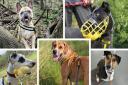 Check out these five dogs currently staying at Basildon's Dog Trust centre that need a forever home.