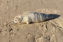 Rescued - A seal pup found on the Holland on Sea beach was taken to a wildlife hospital for treatment