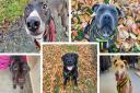 Check out these five adorable dogs in need of a forever home, including a poodle, a lurcher and a Labrador.