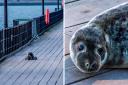 Adorable - Seal on Southend Pier