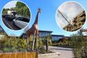 Congestion – there were severe delays near Colchester Zoo on Sunday, which some people have blamed on Colchester Zoo's January Blues offer
