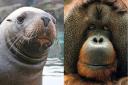 Closed - The sea lion underwater viewing area and orangutan enclosure