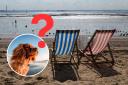 Should dogs be allowed on Southend's beaches in summer? Readers have their say