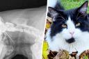 'Greedy' cat rushed to specialist Basildon vets after swallowing two-inch needle
