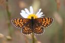 The Heath Fritillary butterfly