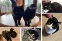 8 cats and kittens at an Essex rescue looking for loving homes this Valentine's