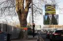 Overhaul of busy Southend city centre junction demanded to save 150-year-old tree