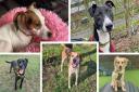 Dogs Trust Basildon has shared this week's pooches in need of forever homes.