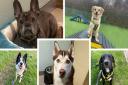 Check out Dogs Trust Basildon's latest pups looking for a forever home, including a husky and a bulldog.