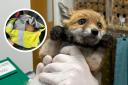 Fox cub found stuck in jam jar on south Essex road is rescued by firefighters