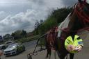 Unusual - Horse and Trap stopped by police