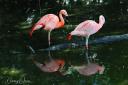 danny owen flamingos