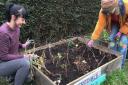 Incredible Edible - growing your own in Leigh Library Gardens