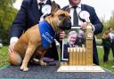 Today Vivienne, the dog of Sir David Amess MP was crowned Westminster Dog of the Year (David Parry/PA)