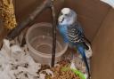 Search for bird's owner after it finds temporary home at train station during storm