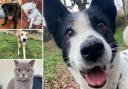 There are a few pets from the Essex RSPCA centres and Danaher Animal Home who are looking for new owners