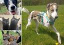There are a few pets from the Essex RSPCA centres and Danaher Animal Home who are looking for new homes