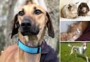 A fair few pets around Essex are hoping to find new owners
