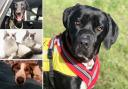 Many animals in Essex need new owners