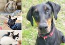 Plenty of pets at the Danaher Animal Home are looking for new owners