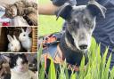 Could you give one of these animals a new home in the Essex area?