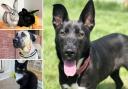 Can you offer any of these pets a home in Essex?