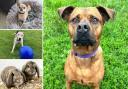 Could you give one of these pets a home in Essex?