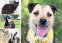 Could you give one of these pets a home in the Essex area?