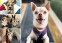 Could you give one of these pets a home?