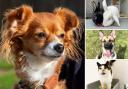 Could you give any of these Essex pets a new home?